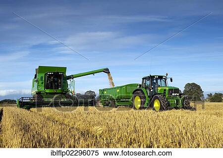 "John Deere combine harvester, harvesting Barley (Hordeum vulgare) crop, filling trailer pulled by tractor with grain, England, United Kingdom, Europe" View Large Photo Image Stock Photography - "John Deere combine harvester, harvesting Barley (Hordeum vulgare) crop, filling trailer pulled by tractor with grain, England, United Kingdom, Europe". Fotosearch