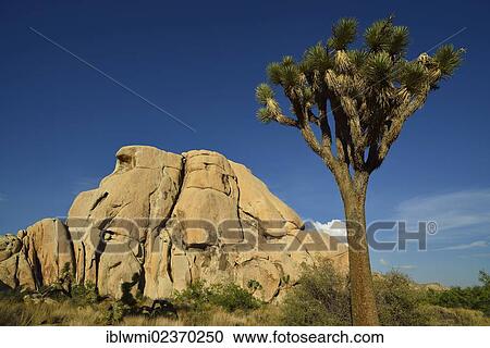 "Joshua Tree or Palm Tree Yucca (Yucca brevifolia), in front of a monzogranite rock formation, Hidden Valley, Joshua Tree National Park, Mojave Desert, California, Southwest, United States of America, USA" View Large Photo Image Stock Image - "Joshua Tree or Palm Tree Yucca (Yucca brevifolia), in front of a monzogranite rock formation, Hidden Valley, Joshua Tree National Park, Mojave Desert, California, Southwest, United States of America, USA". Fotosearch