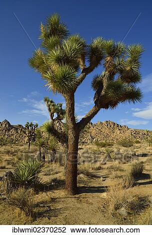 "Joshua Tree or Palm Tree Yucca (Yucca brevifolia), Hidden Valley, Joshua Tree National Park, Mojave Desert, California, Southwest, United States of America, USA" View Large Photo Image Stock Image - "Joshua Tree or Palm Tree Yucca (Yucca brevifolia), Hidden Valley, Joshua Tree National Park, Mojave Desert, California, Southwest, United States of America, USA". Fotosearch