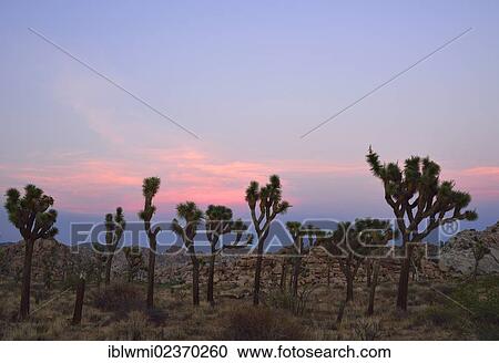 "Joshua Tree or Palm Tree Yucca (Yucca brevifolia) in the evening light, Hidden Valley, Joshua Tree National Park, Mojave Desert, California, Southwest, United States of America, USA" View Large Photo Image Stock Image - "Joshua Tree or Palm Tree Yucca (Yucca brevifolia) in the evening light, Hidden Valley, Joshua Tree National Park, Mojave Desert, California, Southwest, United States of America, USA". Fotosearch