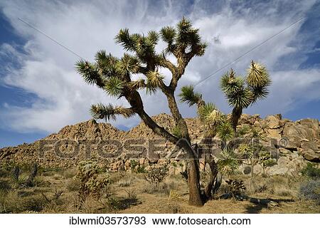Stock Image - "Joshua Tree or Yucca Palm (Yucca brevifolia), Joshua Tree National Park, Mojave Desert, California, United States, North America". Fotosearch