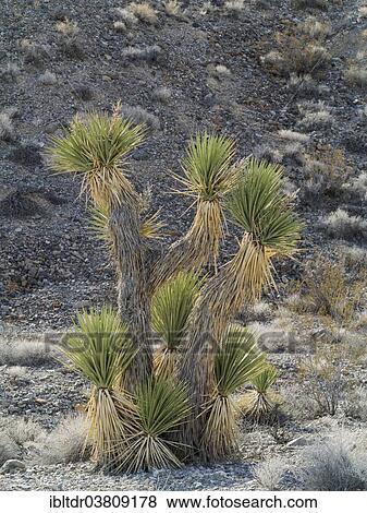 Stock Photo - "Joshua Tree (Yucca brevifolia), Death Valley National Park, California, USA". Fotosearch