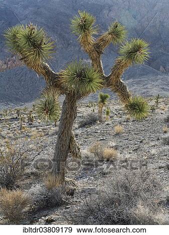 "Joshua Tree (Yucca brevifolia), Death Valley National Park, California, USA" View Large Photo Image Stock Photo - "Joshua Tree (Yucca brevifolia), Death Valley National Park, California, USA". Fotosearch