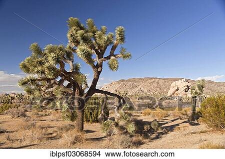 "Joshua tree (Yucca brevifolia) in landscape of Hidden Valley, Hidden Valley, Joshua Tree National Park, California, United States, North America" View Large Photo Image Picture - "Joshua tree (Yucca brevifolia) in landscape of Hidden Valley, Hidden Valley, Joshua Tree National Park, California, United States, North America". Fotosearch