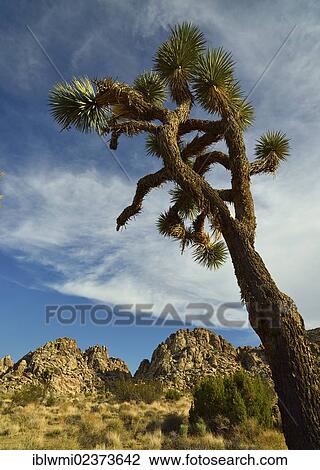 "Joshua tree (Yucca brevifolia), Joshua Tree National Park, Mojave Desert, California, USA" View Large Photo Image Stock Image - "Joshua tree (Yucca brevifolia), Joshua Tree National Park, Mojave Desert, California, USA". Fotosearch