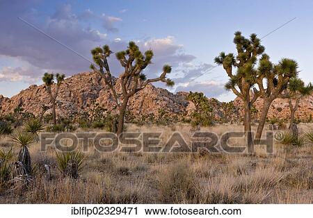 "Joshua Tree (Yucca brevifolia), growing in desert habitat in evening sunlight, Joshua Tree National Park, Mojave Desert, California, USA" View Large Photo Image Stock Image - "Joshua Tree (Yucca brevifolia), growing in desert habitat in evening sunlight, Joshua Tree National Park, Mojave Desert, California, USA". Fotosearch