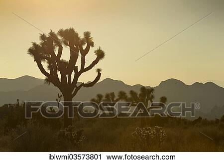Stock Image - "Joshua Trees or Yucca Palms (Yucca brevifolia) at sunset, Joshua Tree National Park, Mojave Desert, California, United States, North America". Fotosearch