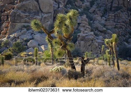 Stock Image - "Joshua trees (Yucca brevifolia), Hidden Valley, Joshua Tree National Park, Mojave Desert, California, USA". Fotosearch