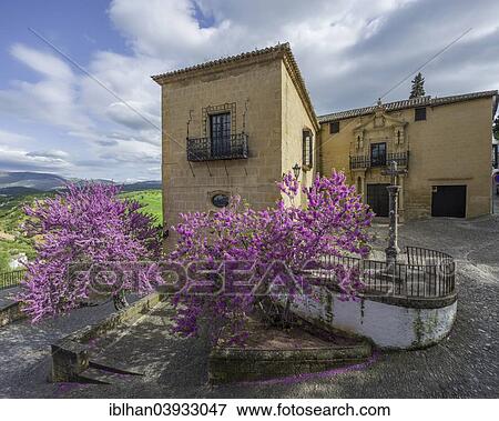 "Judas Tree (Cercis siliquastrum) in front of a palazzo at the Casa del Rey Moro, Ronda, Malaga province, Andalucia, Spain, Europe" View Large Photo Image Stock Photo - "Judas Tree (Cercis siliquastrum) in front of a palazzo at the Casa del Rey Moro, Ronda, Malaga province, Andalucia, Spain, Europe". Fotosearch