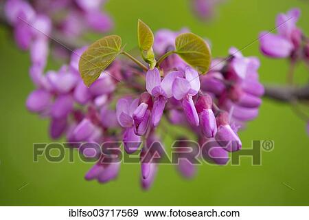 "Judas Tree (Cercis siliquastrum), flowers and leaves, Saxony, Germany, Europe" View Large Photo Image Stock Photo - "Judas Tree (Cercis siliquastrum), flowers and leaves, Saxony, Germany, Europe". Fotosearch