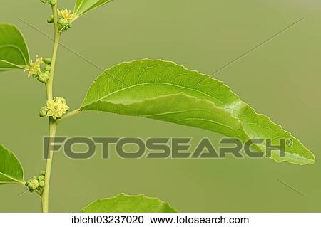 Stock Image - "Jujube, red date, Chinese date, Korean date, or Indian date (Zizyphus jujuba, Zizyphus sativa), flowers and leaves, occurrence in China, North Rhine-Westphalia, Germany, Europe". Fotosearch
