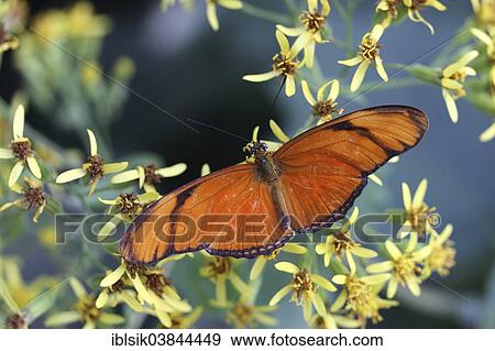 "Julia Butterfly, Julia Heliconian or The Flame (Dryas iulia), captive, Butterfly House, Mainau, Baden-Wurttemberg, Germany, Europe" View Large Photo Image Stock Photo - "Julia Butterfly, Julia Heliconian or The Flame (Dryas iulia), captive, Butterfly House, Mainau, Baden-Wurttemberg, Germany, Europe". Fotosearch