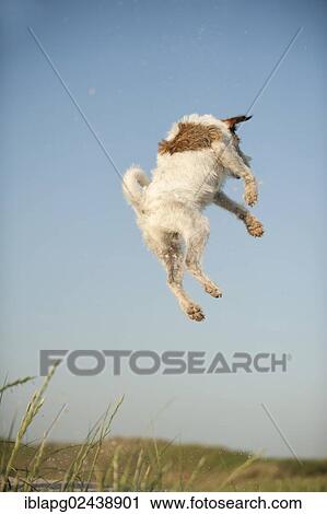 Jumping Jack Russell Terrier View Large Photo Image Stock Image - Jumping Jack Russell Terrier. Fotosearch