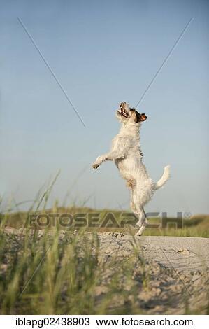 Jumping Jack Russell Terrier View Large Photo Image Stock Image - Jumping Jack Russell Terrier. Fotosearch