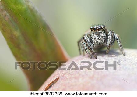 "Jumping Spider (Marpissa muscosa) on the bud of a Peony, Emsland, Lower Saxony, Germany, Europe" View Large Photo Image Stock Photography - "Jumping Spider (Marpissa muscosa) on the bud of a Peony, Emsland, Lower Saxony, Germany, Europe". Fotosearch