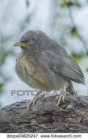 Stock Photo - "Jungle Babbler (Turdoides striata), Keoladeo National Park, Rajasthan, India, Asia". Fotosearch
