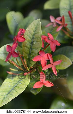 Picture - "Jungle geranium, Flame of the woods (Ixora coccinea), Asia". Fotosearch