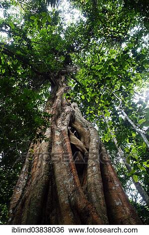 Stock Photograph - "Jungle giant, Weeping Fig, Benjamin's Fig or Ficus Tree (Ficus benjamina), Khao Yai National Park, Thailand, Asia". Fotosearch