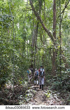 "Jungle hike, bei Tham Nam Thalu, Khao Sok Nationalpark, Provinz Surat Thani, Thailand, Asia" View Large Photo Image Stock Image - "Jungle hike, bei Tham Nam Thalu, Khao Sok Nationalpark, Provinz Surat Thani, Thailand, Asia". Fotosearch