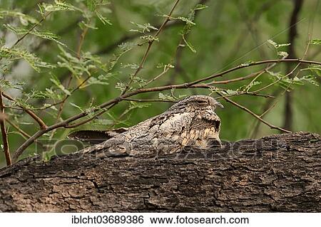 "Jungle Nightjar (Caprimulgus indicus), Keoladeo National Park, Bharatpur, Rajasthan, India, Asia" View Large Photo Image Stock Photograph - "Jungle Nightjar (Caprimulgus indicus), Keoladeo National Park, Bharatpur, Rajasthan, India, Asia". Fotosearch