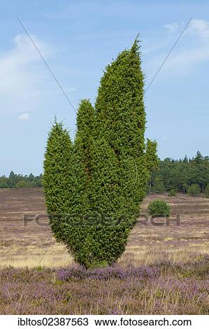 "Juniper (Juniperus) and Heather (Calluna vulgaris), Wilseder Berg, Lueneburg Heath, Lower Saxony, Germany, Europe" View Large Photo Image Stock Image - "Juniper (Juniperus) and Heather (Calluna vulgaris), Wilseder Berg, Lueneburg Heath, Lower Saxony, Germany, Europe". Fotosearch