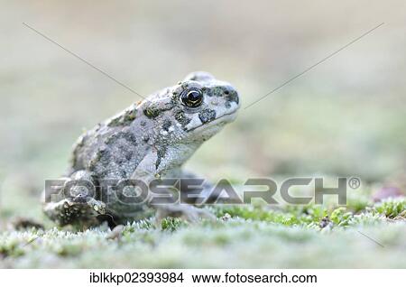 "Juvenile Green Toad (Bufo viridis complex) in a gravel pit near Leipzig, Saxony, Germany, Europe" View Large Photo Image Picture - "Juvenile Green Toad (Bufo viridis complex) in a gravel pit near Leipzig, Saxony, Germany, Europe". Fotosearch