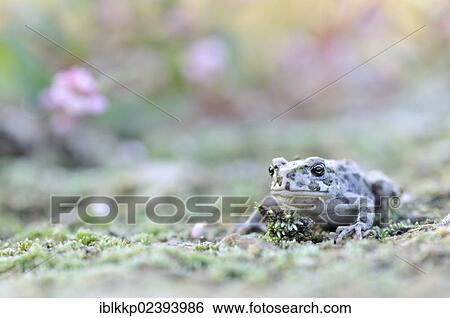 "Juvenile Green Toad (Bufo viridis complex) in a gravel pit near Leipzig, Saxony, Germany, Europe" View Large Photo Image Stock Photograph - "Juvenile Green Toad (Bufo viridis complex) in a gravel pit near Leipzig, Saxony, Germany, Europe". Fotosearch