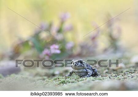 "Juvenile Green Toad (Bufo viridis complex) in a gravel pit near Leipzig, Saxony, Germany, Europe" View Large Photo Image Stock Photography - "Juvenile Green Toad (Bufo viridis complex) in a gravel pit near Leipzig, Saxony, Germany, Europe". Fotosearch