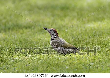 Juvenile Green Woodpecker (Picus viridis) feeding on garden lawn View Large Photo Image Stock Image - Juvenile Green Woodpecker (Picus viridis) feeding on garden lawn. Fotosearch