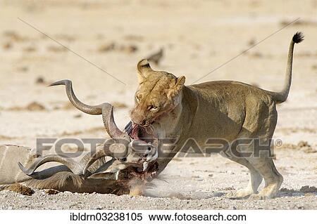 Stock Photography - "Juvenile Lion (Panthera leo) feeding from a Greater Kudu (Tragelaphus strepsiceros), Nxai Pan National Park, Botswana, Africa". Fotosearch