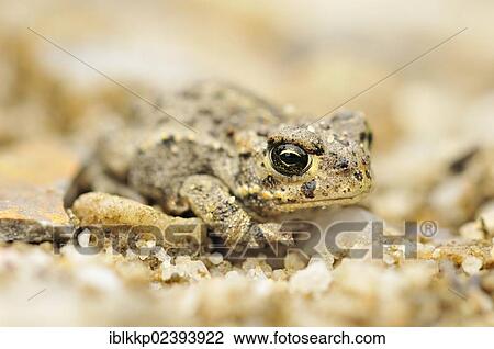 "Juvenile Natterjack Toad (Bufo calamita) in a former open-cast mine near Finsterwalde, Brandenburg, Germany, Europe" View Large Photo Image Stock Image - "Juvenile Natterjack Toad (Bufo calamita) in a former open-cast mine near Finsterwalde, Brandenburg, Germany, Europe". Fotosearch