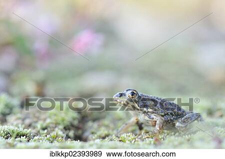 "Juvenile Pond Frog (Pelophylax kl. Esculentus, Pelophylax esculentus, Rana esculenta) in a gravel pit near Leipzig, Saxony, Germany, Europe" View Large Photo Image Stock Photo - "Juvenile Pond Frog (Pelophylax kl. Esculentus, Pelophylax esculentus, Rana esculenta) in a gravel pit near Leipzig, Saxony, Germany, Europe". Fotosearch