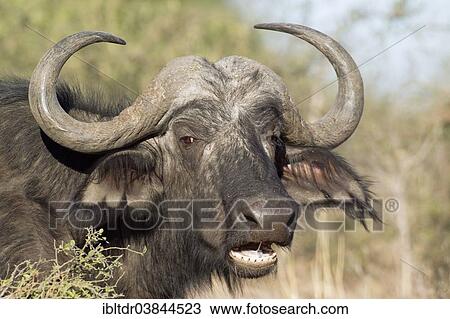Stock Image - "Kaffernbuffel (Syncerus caffer caffer), bull, ruminating, Chobe National Park, Botswana, Africa". Fotosearch