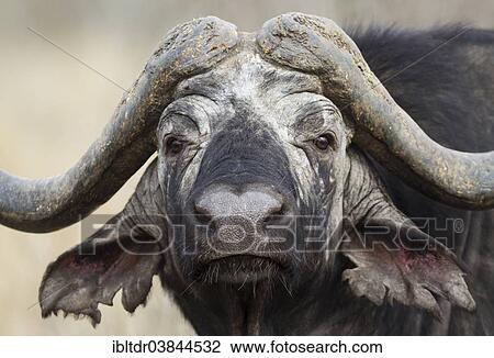Stock Image - "Kaffernbuffel (Syncerus caffer caffer), bull, Kruger National Park, South Africa, Africa". Fotosearch