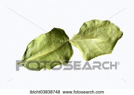 "Kaffir Lime (Citrus hystrix), dried leaf" View Large Photo Image Stock Photo - "Kaffir Lime (Citrus hystrix), dried leaf". Fotosearch