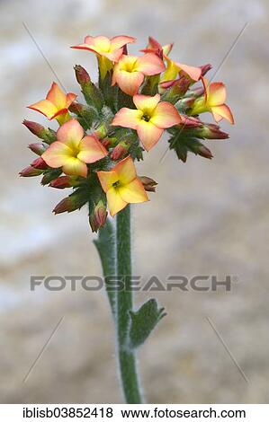"Kalanchoe (Kalanchoe lateritia), native to Africa" View Large Photo Image Stock Photo - "Kalanchoe (Kalanchoe lateritia), native to Africa". Fotosearch