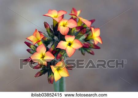 "Kalanchoe (Kalanchoe lateritia), native to Africa" View Large Photo Image Stock Photography - "Kalanchoe (Kalanchoe lateritia), native to Africa". Fotosearch