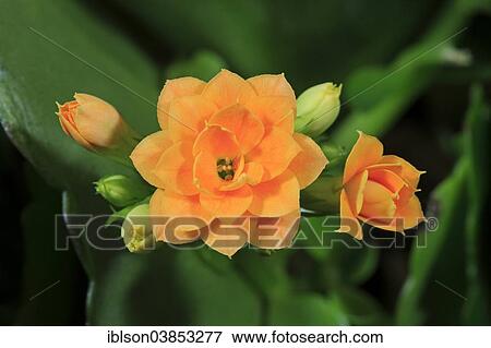 "Kalanchoe or Flaming Katy (Kalanchoe blossfeldiana), houseplant, flowering" View Large Photo Image Stock Photo - "Kalanchoe or Flaming Katy (Kalanchoe blossfeldiana), houseplant, flowering". Fotosearch