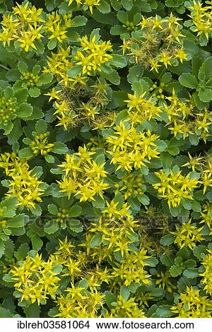 Picture - "Kamschatca Stonecrop or Russian Stonecrop (Sedum kamtschaticum), native to Kamchatka, Botanical Garden of the University of Innsbruck, Innsbruck, Tyrol, Austria, Europe". Fotosearch