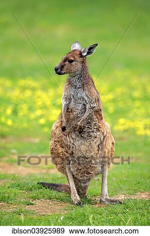 "Kangaroo Island Kangaroo (Macropus fuliginosus fuliginosus), adult, South Australia, Australia, Oceania" View Large Photo Image Stock Photo - "Kangaroo Island Kangaroo (Macropus fuliginosus fuliginosus), adult, South Australia, Australia, Oceania". Fotosearch