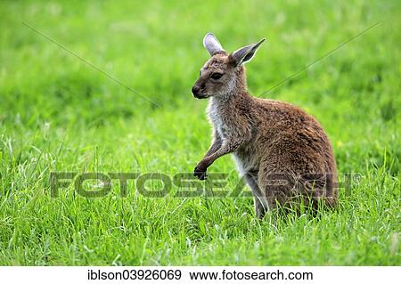Stock Photo - "Kangaroo Island Kangaroo (Macropus fuliginosus fuliginosus), joey, South Australia, Australia, Oceania". Fotosearch