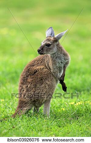 "Kangaroo Island Kangaroo (Macropus fuliginosus fuliginosus), joey, South Australia, Australia, Oceania" View Large Photo Image Stock Photograph - "Kangaroo Island Kangaroo (Macropus fuliginosus fuliginosus), joey, South Australia, Australia, Oceania". Fotosearch