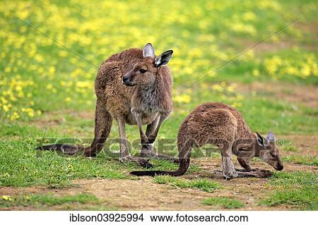 Picture - "Kangaroo Island Kangaroos (Macropus fuliginosus fuliginosus), female with joey, South Australia, Australia, Oceania". Fotosearch