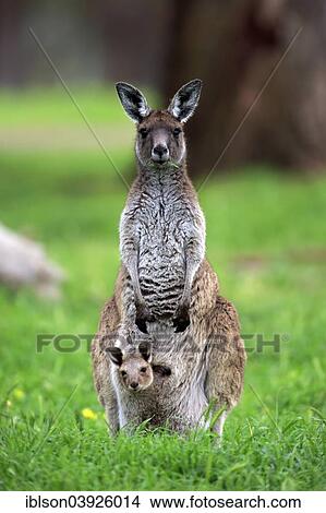 Picture - "Kangaroo Island Kangaroos (Macropus fuliginosus fuliginosus), female with joey in the pouch, South Australia, Australia, Oceania". Fotosearch