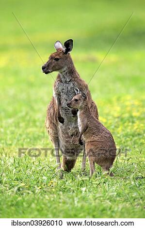 "Kangaroo Island Kangaroos (Macropus fuliginosus fuliginosus), female with joey, South Australia, Australia, Oceania" View Large Photo Image Stock Image - "Kangaroo Island Kangaroos (Macropus fuliginosus fuliginosus), female with joey, South Australia, Australia, Oceania". Fotosearch