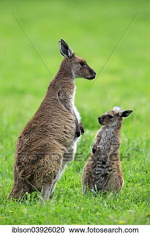 Stock Image - "Kangaroo Island Kangaroos (Macropus fuliginosus fuliginosus), female with joey, South Australia, Australia, Oceania". Fotosearch