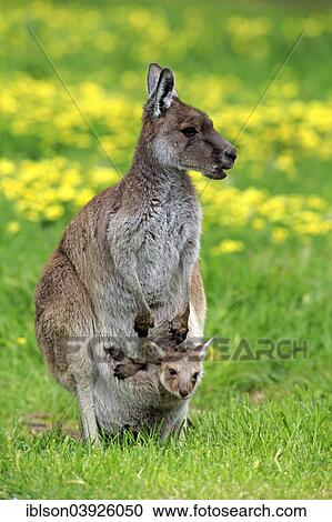 Stock Image - "Kangaroo Island Kangaroos (Macropus fuliginosus fuliginosus), female with joey in the pouch, South Australia, Australia, Oceania". Fotosearch