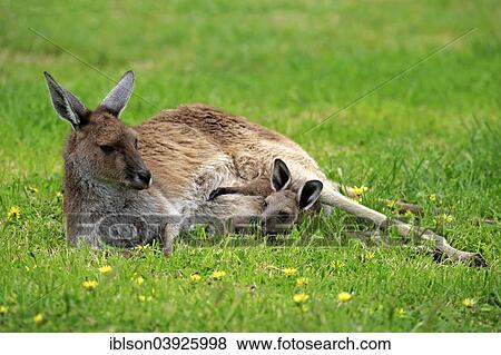 Stock Photo - "Kangaroo Island Kangaroos (Macropus fuliginosus fuliginosus), female with joey, South Australia, Australia, Oceania". Fotosearch