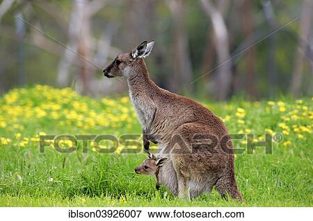 "Kangaroo Island Kangaroos (Macropus fuliginosus fuliginosus), female with joey in the pouch, South Australia, Australia, Oceania" View Large Photo Image Stock Photo - "Kangaroo Island Kangaroos (Macropus fuliginosus fuliginosus), female with joey in the pouch, South Australia, Australia, Oceania". Fotosearch