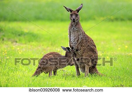 Stock Photo - "Kangaroo Island Kangaroos (Macropus fuliginosus fuliginosus), female with joey, South Australia, Australia, Oceania". Fotosearch